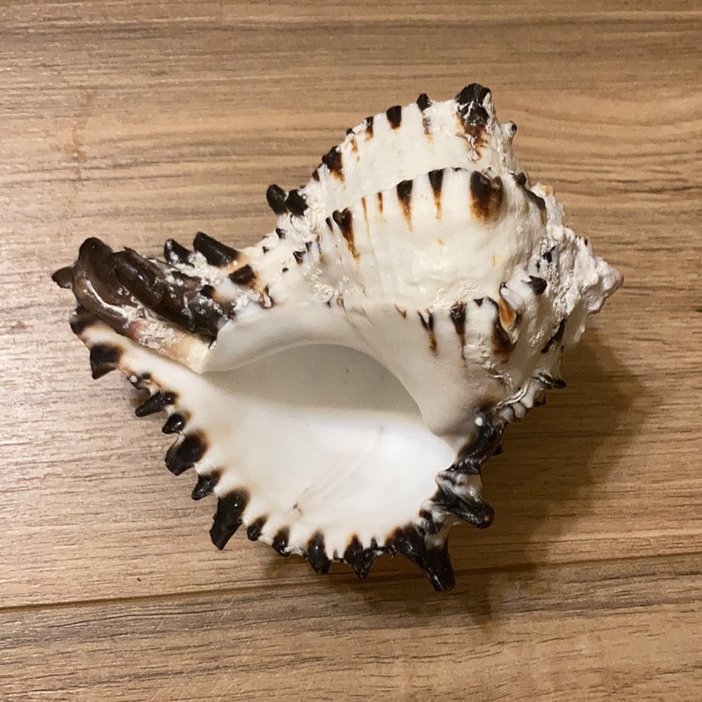 Conch Shell Decor - Picture 3 of 3